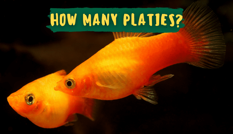 Amazing Facts About Platys and Gender Change