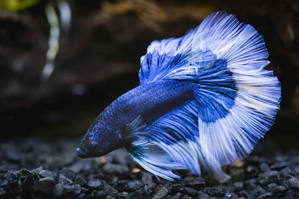 Discovering the Beauty of Aquarium Fish
