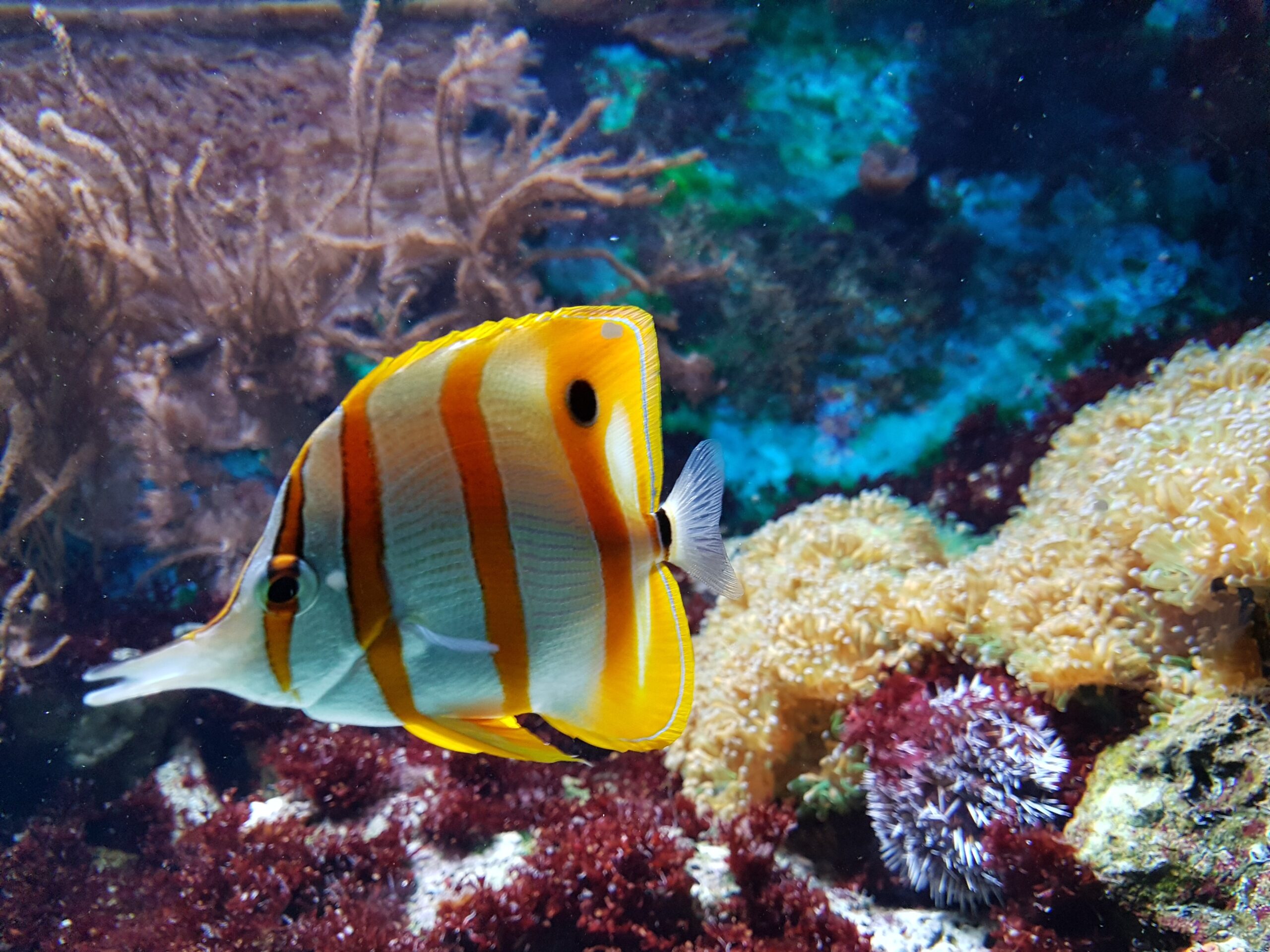 What Is Aquarium Fish Keeping